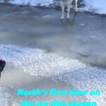 Jim Baird Instagram - North was a little cautious at first ice today. #dogs #winter #icefishing #outdoors