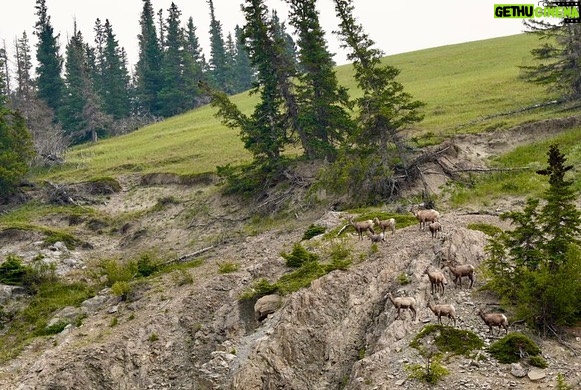 Jim Baird Instagram - We made it to the Rockies! It was late in the night last night when we find a place to camp near Jasper National Park and spend some time this morning enjoying our campsite and the. hiking into Maligne Canyon which was just stunningly beautiful despite the multiple people on the trail this Monday of the Labour Day long weekend. We also saw a heard of Big Horn Sheep which was really cool. A lot of the best views here are obscured by forest fire smoke that has blown in from a ways away, on top of the generally overcast day, but Jasper has not disappointed. Now we begin the remote leg of our journey and are just making sure we have all the final things we’ll need to be self-sufficient as we head north to the Cassiar Hwy and Telegraph Creek Rd. @chevroletcanada @offgridtrailers #FindNewRoads #Sponsored #offgridtrailers #overlanding #jasper #rockymountains #roadtrip #overlandrig #zr2
