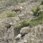 Jim Baird Instagram - Soon after entering Jasper National Park, we stopped to observe a large herd of Big Horne Sheep that were making their way through the rugged Rocky Mountain landscape. Check out the full video through the link in my bio. (Into Alaska E.3).