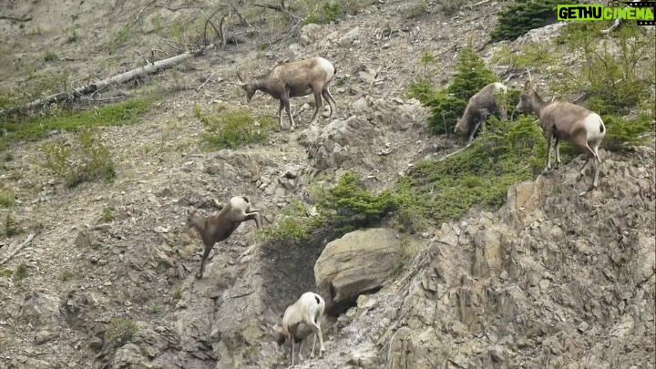 Jim Baird Instagram - Soon after entering Jasper National Park, we stopped to observe a large herd of Big Horne Sheep that were making their way through the rugged Rocky Mountain landscape. Check out the full video through the link in my bio. (Into Alaska E.3).