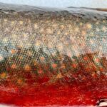 Jim Baird Instagram - Just back from an awesome couple nights out family winter camping in our area. Hand lining this fish in on 6lb test took some time but I landed my PB from this species. Can anyone tell me what kind of fish this is? Stay tuned for the video on this adventure and it won’t be long until we head out again. #outdoors #icefishing #wintercamping #adventuresinnorthernontario #familycamping #walltent #nightphotography Northern Ontario, Canada