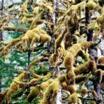 Jim Baird Instagram - (Check out the full film covering the following through the link in my bio): It had been raining for nearly 24 hours straight, soaked after traveling about 30kms down the remote, Stikine River by canoe, we were searching for a cabin where we hoped to get out of the rain and dry out the kid’s clothes. Our river notes were over 30 years old so, we didn’t know if the cabin was even still there. After we almost gave up the search, we found it. It was blocked by thick vegetation and nestled into a stand of massive Sitka Spruce trees. We enjoyed a delicious meal and the warmth of the cabin before we pushed off the next morning….the rain hadn’t let up at all through the night. We traveled a good distance down river that day despite the relentless rain and we got to the Great Glacier area. The following day was me and my wife @torigoesoutside ‘s wedding anniversary and we celebrated with pancakes for breakfast and then portaged a good distance into the glacier’s outwash lake where we were met with the surreal site of many beautiful icebergs that had calved off the glacier. Stay tuned for the following episode where we we’ve out canoe through the amazing ice formations. #outdoors #canoeing #alaskaadventures #northernbc #camping #familycamping #stikineriver #greatglscier #mountainsadventure #campingintherain