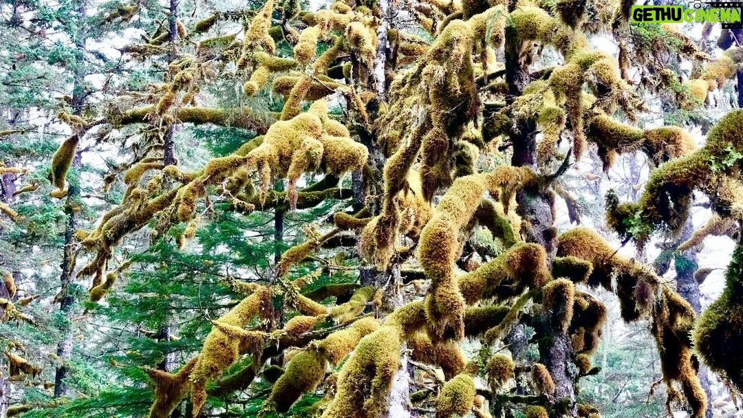 Jim Baird Instagram - (Check out the full film covering the following through the link in my bio): It had been raining for nearly 24 hours straight, soaked after traveling about 30kms down the remote, Stikine River by canoe, we were searching for a cabin where we hoped to get out of the rain and dry out the kid’s clothes. Our river notes were over 30 years old so, we didn’t know if the cabin was even still there. After we almost gave up the search, we found it. It was blocked by thick vegetation and nestled into a stand of massive Sitka Spruce trees. We enjoyed a delicious meal and the warmth of the cabin before we pushed off the next morning….the rain hadn’t let up at all through the night. We traveled a good distance down river that day despite the relentless rain and we got to the Great Glacier area. The following day was me and my wife @torigoesoutside ‘s wedding anniversary and we celebrated with pancakes for breakfast and then portaged a good distance into the glacier’s outwash lake where we were met with the surreal site of many beautiful icebergs that had calved off the glacier. Stay tuned for the following episode where we we’ve out canoe through the amazing ice formations. #outdoors #canoeing #alaskaadventures #northernbc #camping #familycamping #stikineriver #greatglscier #mountainsadventure #campingintherain