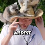 Jimmy Donaldson Instagram - $1 Vs $250,000,000 Private island!