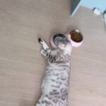 Jo Yoo-jin Instagram – 내새끼 치치 드디어 내일 데릴러 간다 딱 기다려 🤎 

#치치모음집 #벵갈 #사고뭉치