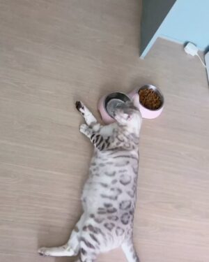 Jo Yoo-jin Instagram - 내새끼 치치 드디어 내일 데릴러 간다 딱 기다려 🤎 

#치치모음집 #벵갈 #사고뭉치