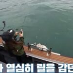 Jo Yoo-jin Instagram - :) 요즘 바다낚시에 푹 빠져 있는거 아는 분들은 아시쥬 🎣 방대한 사진들을 어떻게 올릴까 고민하다 밀리고만 있어서 모음집 올려봅니다 😉 #다이와코리아 #낚도녀 유튜브 매주 목요일 6시 업로드 ! 다들 보고 캡쳐만 보내지 말구 댓글로 많은 관심 보여줘여 ❛˓◞˂̵✧ ♥️ 요즘 가족보다 더 자주 만나는 #다이와 #스튜디오플렉토 #낚도녀 고맙고 스릉흡니데이 ♥️