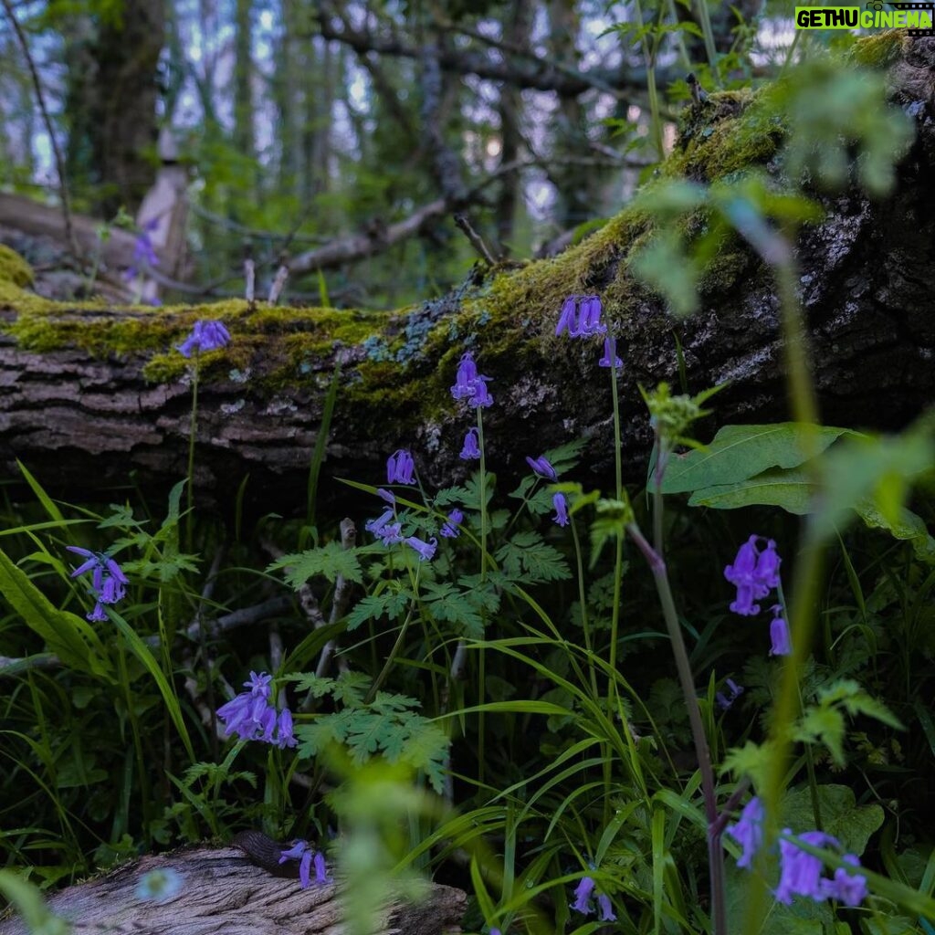 Joe Sugg Instagram - I went for a little stroll yesterday and took my “good camera” with me to see if I could remember what I learnt in A level photography.. I couldn’t remember much but I’m quite happy with those photos.. which ones your favourite? I think mines the one of the blue bells.