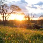 Joe Sugg Instagram - I went for a little stroll yesterday and took my “good camera” with me to see if I could remember what I learnt in A level photography.. I couldn’t remember much but I’m quite happy with those photos.. which ones your favourite? I think mines the one of the blue bells.