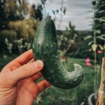 Joe Sugg Instagram - The last of me cucumber crop for this year. I think it had some more growing to do but I accidentally snapped it off.. oops. Did you manage to grow anything this year? If so let me know in the comments. Also don’t forget my new book Grow is out now! Link in the description 😊 🌱