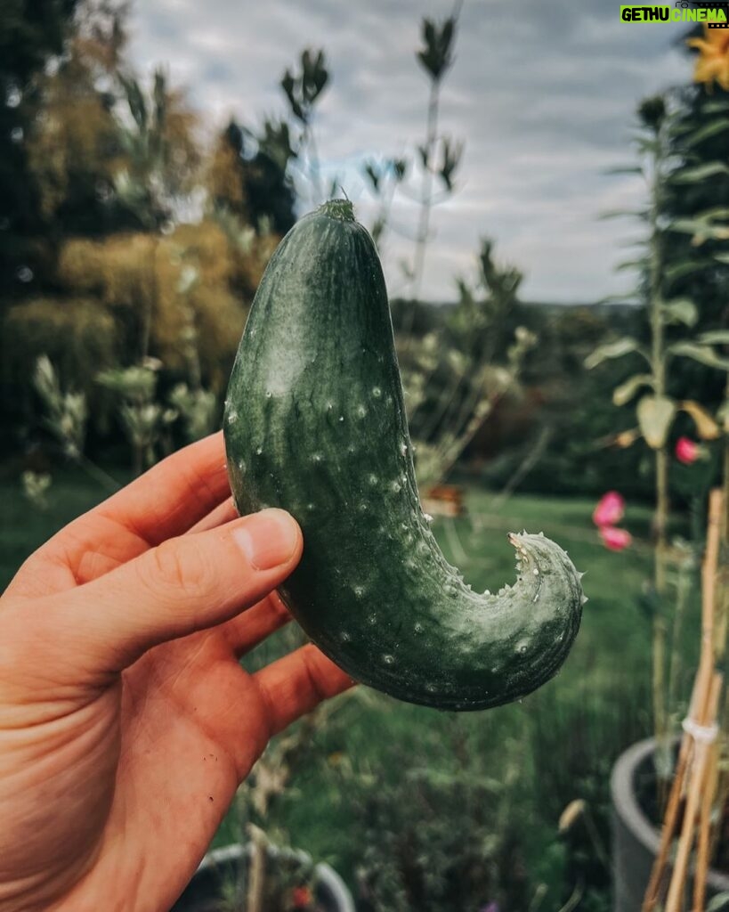 Joe Sugg Instagram - The last of me cucumber crop for this year. I think it had some more growing to do but I accidentally snapped it off.. oops. Did you manage to grow anything this year? If so let me know in the comments. Also don’t forget my new book Grow is out now! Link in the description 😊 🌱