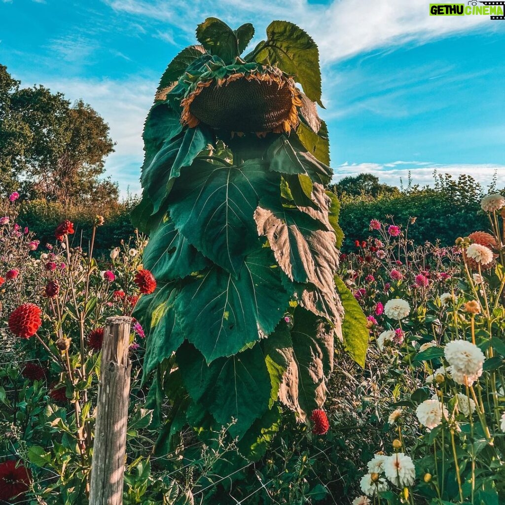 Joe Sugg Instagram - Found this monster mutant sunflower on my run yesterday looking like a cuphead boss.