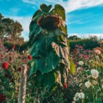 Joe Sugg Instagram – Found this monster mutant sunflower on my run yesterday looking like a cuphead boss.
