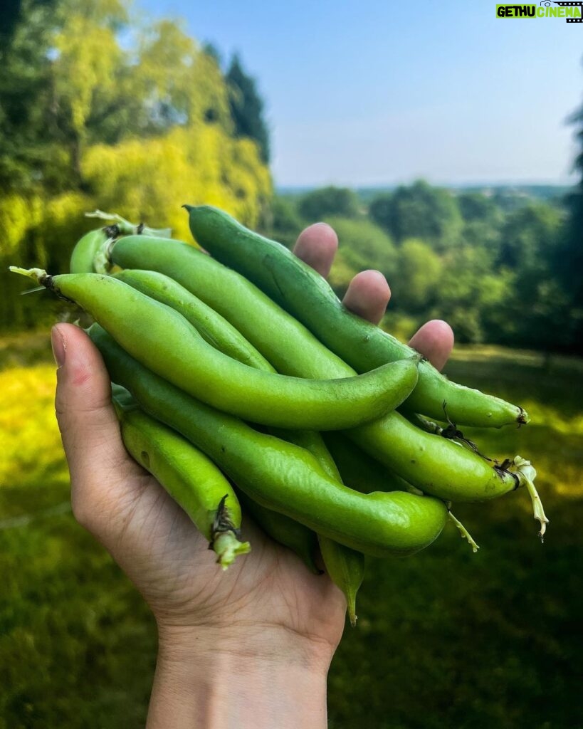 Joe Sugg Instagram - My first load of broad beans grown in the garden