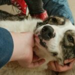 Joey King Instagram - Everyone, meet Fable. She is the newest member of our family🥹 We rescued Fable from the incredible people at @dogroseromania . I’ve never seen a shelter treat it’s animals with such love and empathy. You don’t have to be in România to adopt from them either, they do overseas adoptions all the time and are very used to it. Please consider donating or adopting if you are able. ❤️ We feel so lucky to give Fable a new start. Her and so many others deserve it.