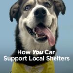 Joey King Instagram – As shelters continue to reach capacity, pets are relying on volunteers to make an impact! That’s why I teamed up with @hillspet Nutrition during one of the largest adoption events of the year in hopes of helping more pets find new homes | #hillspartner #ad |
 
Now it’s your turn! Your time and love can truly make a difference, so let’s be their voice, their heroes, and their chance at a better life. To support your local shelter, consider these options:
Adopt
Foster
Volunteer
And a huge thank you to @pasadenahumane for participating in this year’s campaign!