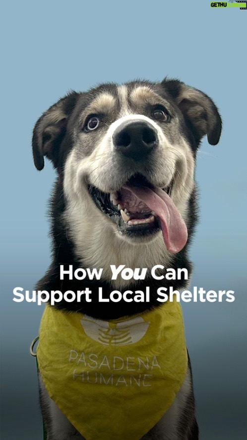 Joey King Instagram - As shelters continue to reach capacity, pets are relying on volunteers to make an impact! That’s why I teamed up with @hillspet Nutrition during one of the largest adoption events of the year in hopes of helping more pets find new homes | #hillspartner #ad | Now it’s your turn! Your time and love can truly make a difference, so let’s be their voice, their heroes, and their chance at a better life. To support your local shelter, consider these options: Adopt Foster Volunteer And a huge thank you to @pasadenahumane for participating in this year’s campaign!