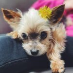 Joey King Instagram – Missing my sweet Angel on this lazy Sunday