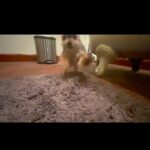 Joey King Instagram – This video of Angel always makes me smile.
I miss her so much. I keep thinking she’ll be waiting for me on her blanket when I open the front door, but she won’t be. It’s hard to wrap my mind around the pain that this has left me with, I knew it would hurt but I just don’t think I knew how much. I love her endlessly,  I wish I could thank her one more time for loving me and letting me do the same