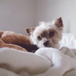 Joey King Instagram – Missing my sweet Angel on this lazy Sunday
