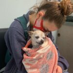 Joey King Instagram – I had to say goodbye to my little man today. Charlie was my goofy sidekick for 15 and a half years and I’m so thankful for it. I love you Charlie forever and ever. I’ll miss you and your warm cuddles always.