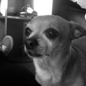 Joey King Instagram - I had to say goodbye to my little man today. Charlie was my goofy sidekick for 15 and a half years and I’m so thankful for it. I love you Charlie forever and ever. I’ll miss you and your warm cuddles always.