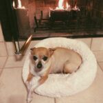 Joey King Instagram – I had to say goodbye to my little man today. Charlie was my goofy sidekick for 15 and a half years and I’m so thankful for it. I love you Charlie forever and ever. I’ll miss you and your warm cuddles always.