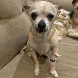Joey King Instagram - I had to say goodbye to my little man today. Charlie was my goofy sidekick for 15 and a half years and I’m so thankful for it. I love you Charlie forever and ever. I’ll miss you and your warm cuddles always.