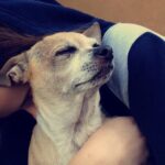 Joey King Instagram – I had to say goodbye to my little man today. Charlie was my goofy sidekick for 15 and a half years and I’m so thankful for it. I love you Charlie forever and ever. I’ll miss you and your warm cuddles always.
