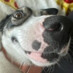 Joey King Instagram – I WAS LIED TO!! THEY SAID MY DOG DIDNT HAVE ANY EXTREME OUT OF CONTROL GOOFBALL BREED IN HER! LIES ALL LIES