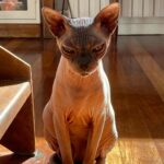 John Bell Instagram - 11/10 good boy @ele_thecat