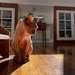 John Bell Instagram - 11/10 good boy @ele_thecat