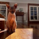 John Bell Instagram - 11/10 good boy @ele_thecat