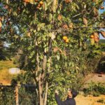 John Cho Instagram - My grandmother’s persimmon tree.