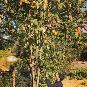 John Cho Instagram - My grandmother’s persimmon tree.