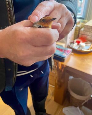 John Cleese Instagram - a little bird appeared in our London flat. We have no idea how he got in. The windows were all closed ! So we opened them
and tried to shoo him out. He didn’t know how to leave, so we had to catch him...Then we could show him how to find the window.
“ Good-bye, Robin "
.
.
.
#birdsofig #birdattack #birdsofinsta #wildbirds #londonbirds #birdcaptures #birdrescue #birdpics