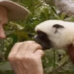 John Cleese Instagram - In honor of World Wildlife Conservation Day, part of a documentary on my favorite species, Lemurs. #lemur #lemurs #worldwildlifeday #madagascar ##wildlifeconservation