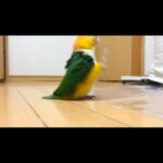 John Cleese Instagram - What do you think - is this fellow worthy of a grant? Thank you to @rexchapman for sharing. #ministryofsillywalks #sillywalks #montypython #birdwalk