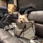 John Cleese Instagram - My daughter @camillacleese and her dog Hercules are packed and ready to go…are you? 🧳 Come see us on tour! www.johncleeselive.com Nov 9 - Kansas City, MO Nov 10 - Davenport, IA Nov 11 - Rockford, IL Nov 12 - Peoria, IL Nov 15 - Waukee, IA Nov 16 - St.Louis, MO Nov 17 - Springfield, IL Nov 19 - Nashville, TN #ustour #livecomedy #dogtravel #traveldog
