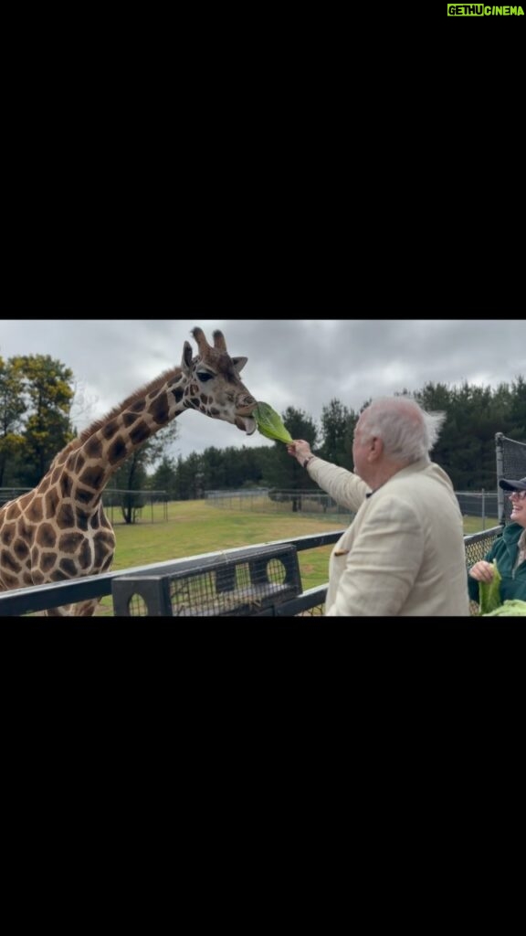 John Cleese Instagram - Such a magnificent creature! I met her in Canberra at the Jamala Wildlife Lodge. @jamalalodge #canberrazoo #australiazoo #giraffes