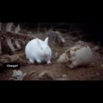 John Cleese Instagram – RUN AWAY! 🐰🐇🩸

#whenanimalsattack #rabbitattack #dangerousanimals #iwarnedyou #montypythonandtheholygrail #comedyscene #comedyreel