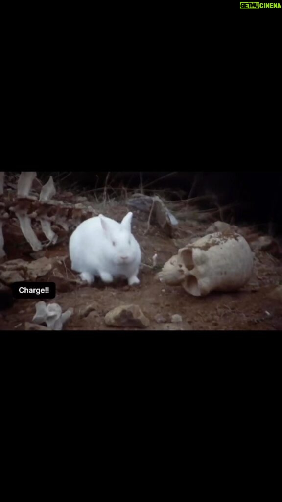John Cleese Instagram - RUN AWAY! 🐰🐇🩸 #whenanimalsattack #rabbitattack #dangerousanimals #iwarnedyou #montypythonandtheholygrail #comedyscene #comedyreel