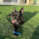 John Legend Instagram - Almost 10 years with Penny. Three legs has never stopped her from living her best life.