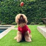 John Legend Instagram – Put Petey in, Coach 🏈