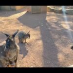 John Travolta Instagram - At the @featherdalewildlifepark with the kids