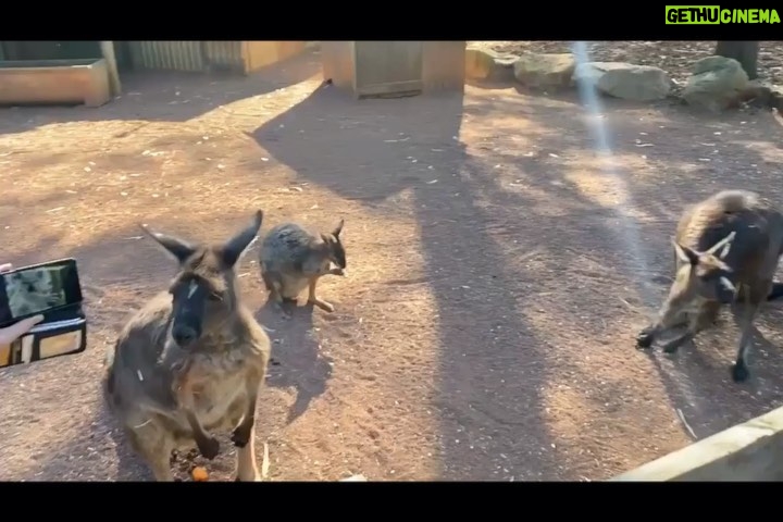 John Travolta Instagram - At the @featherdalewildlifepark with the kids