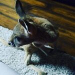 Johny Hendricks Instagram - Our new addition to our family Rudy #kangaroo Midlothian, Texas