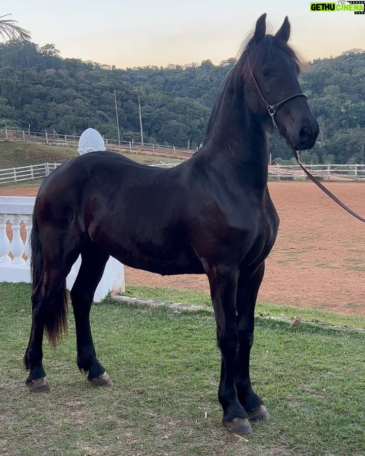 Jon Vlogs - 515.2K Likes - Comprei um cavalinho pra fazenda da minha mãe, bom demais ter um lugarzinho de paz desse e melhor ainda poder ir realizando os sonhos de quem a gente ama também 🫶🏻
-última foto o tamanho de como vai ficar 😂