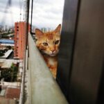 Jorge González Instagram - Libertad