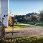 José Pedro Vasconcelos Instagram - Estradando @imanicountryhouse imani - country house